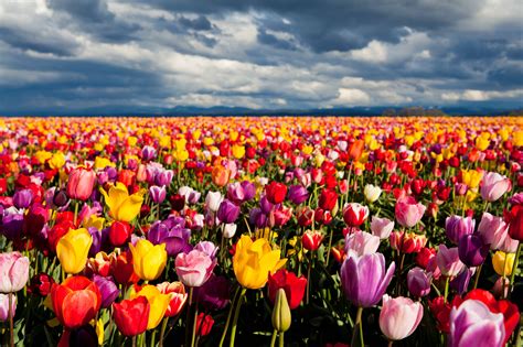 Colorful Field Of Tulip Flowers