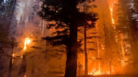 Having a proper insurance policy is essential to help mitigate the financial losses associated with a house fire, but it. Fire Ecology & Management, B.S. - University of Idaho