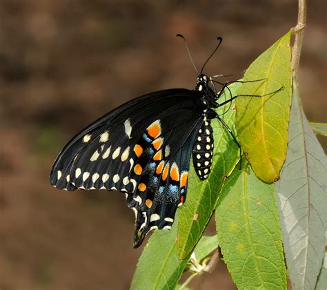 Black Swallowtail Alabama Butterfly Atlas