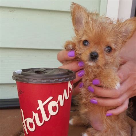 Tiniest Teacup Yorkie Pom Puppy From The Glamour Pups Teacup Yorkie