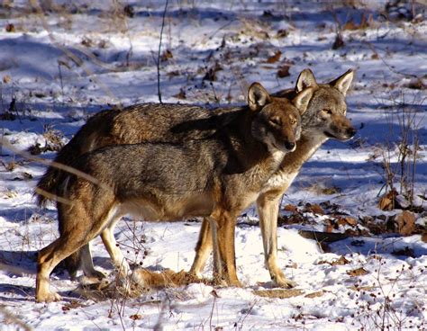 Return Of The Red Wolf Rwssp Of The Month—endangered Wolf Center
