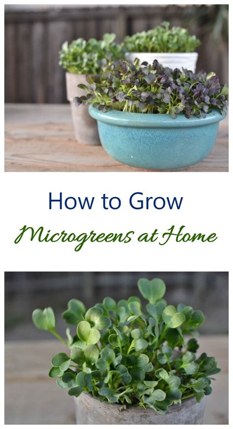 Growing Microgreens How To Grow Micro Greens At Home