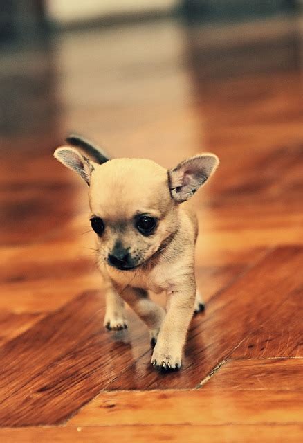 Chihuahua Kæledyr Dyr Gratis Foto På Pixabay Pixabay