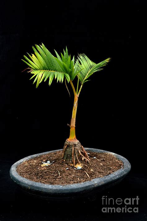 Bonsai Palm Tree Photograph By Antoni Halim Fine Art America