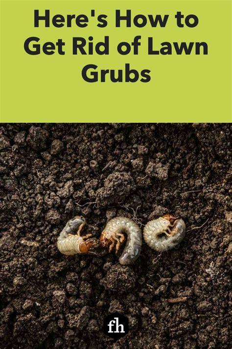 What Are Lawn Grubs And How Do I Get Rid Of Them Healthy Grass