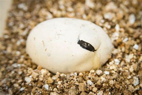 Columbus Zoo Hatching A Plan For Beaded Lizard Zooborns