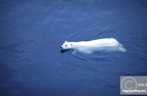 Swimming Polar Bear Ursus Maritimus Stock Photo