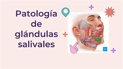 Solution Patologias De Glandulas Salivales Studypool