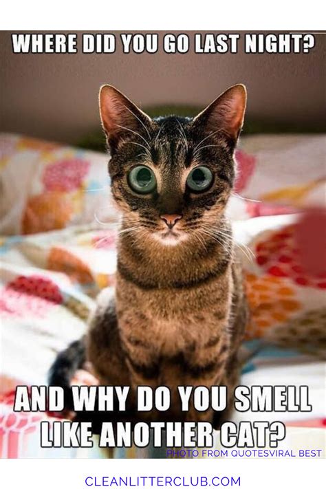Funny Cats Pictures With Captions Care About Cats