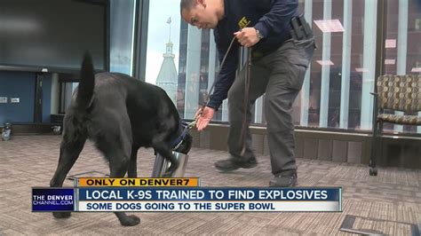 Local K9s Trained To Find Explosives Youtube