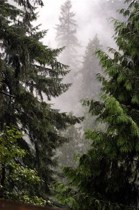 Mystic Forest Foggy Trees In British Columbia Sponsored Foggy