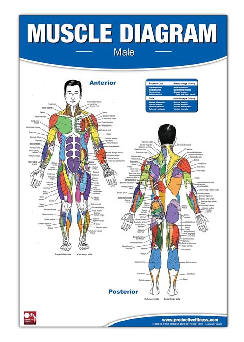 Male Muscle Diagram 9780973941111 Andre Noel Potvin