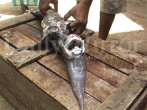 Rare Deep Sea Fish Caught In Shallow Waters Off Sri Lanka