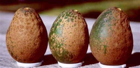 Avocado Diseases And Pests Description Uses Propagation