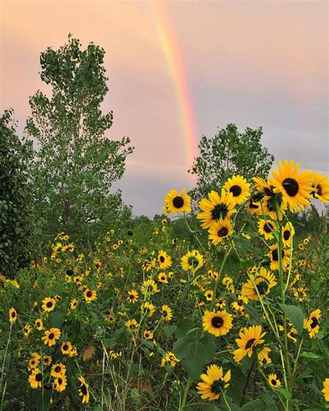 Rainbow Sunflowers Sunflower Pictures Nature Photography Sunflower