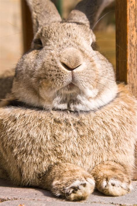 Flemish Giant For Sale Rabbits Breed Information Omlet