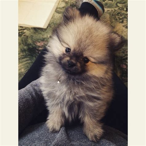 Wolf Sable Pomeranian Puppies For Sale In Texas Pets Lovers