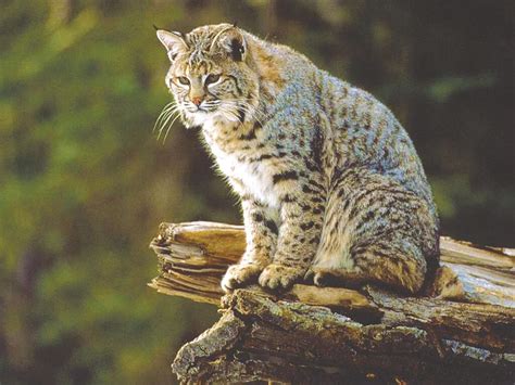Elusive Nature Of Bobcats Add To Their Allure Sports