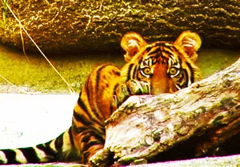 Tiger Animals Photo 40259525 Fanpop