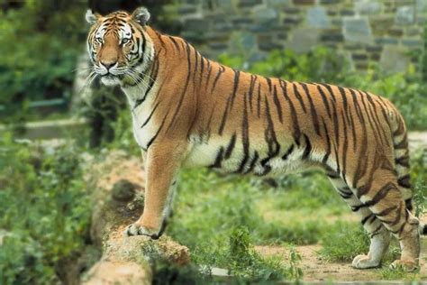 Top 10 Best Land Animals Rainforest Animals Tiger Facts Tiger Facts