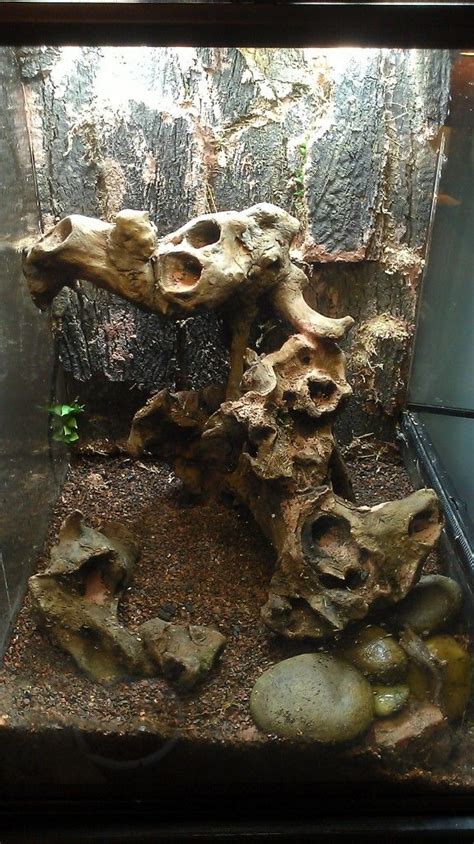 I'm building my first exo terra! Click the image to open in full size. | Terrarium, Dart ...