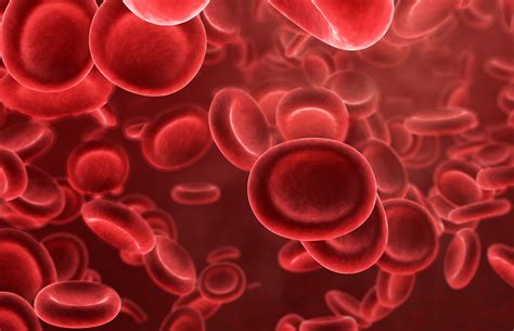 Erythrocytes What Are They Characteristics Functions Nutrition And