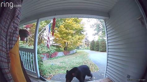 We Have A Pumpkin Thief In The Neighborhood Viralhog Youtube