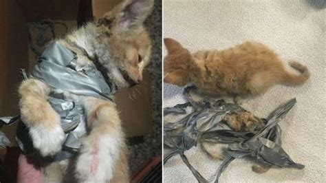 Kitten Found Dumped In Queensland Wheelie Bin Had Firecracker Taped To Her Body 7news