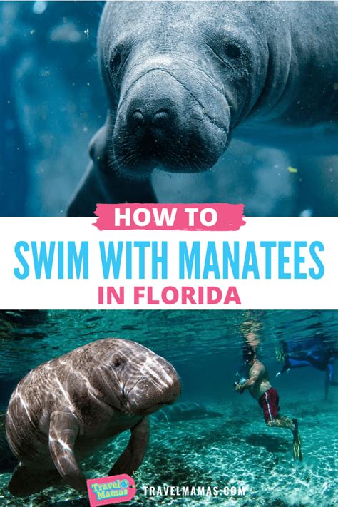 Swimming With Manatees How To Swim With Manatees In Florida