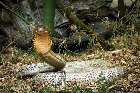 9 Of The Worlds Deadliest Snakes Animal Encyclopedia
