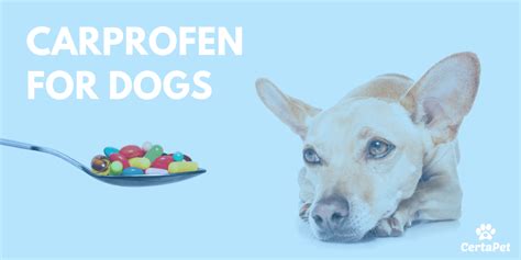 Carprofen For Dogs Pain Treatment Dosage Side Effects And More