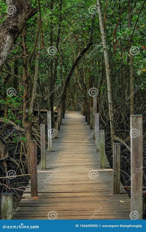 Nature Trail Wood Path Through Mangrove Forest Stock Photo Image Of