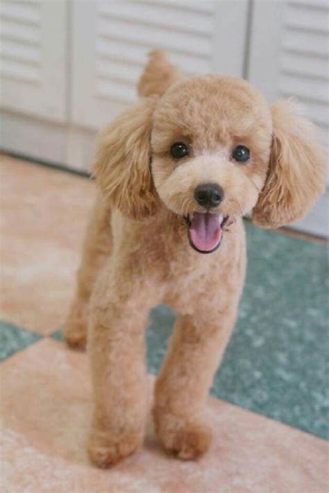 14 Amazing Pictures Of Toy Poodles That Are Just Too Cute Petpress