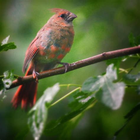 Baby Cardinal Steps Out By Clippercarrillo On Deviantart