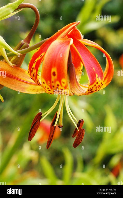 Lilium Lancifolium Var Splendens Or Tiger Lily Stock Photo Alamy