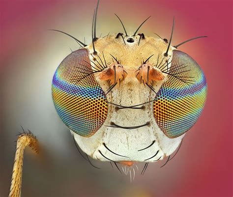 30 Stunning Extreme Macro Photography Shots By Gold Medalist Alhabshi