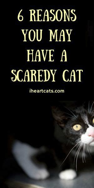 6 Reasons You May Have A Scaredy Cat Cat Care Tabby Cat