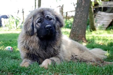 Caucasian Mountain Dog Puppy For Sale Near Budapest Hungary