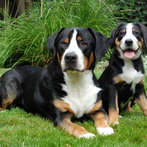 greater swiss mountain dog puppies  sale
