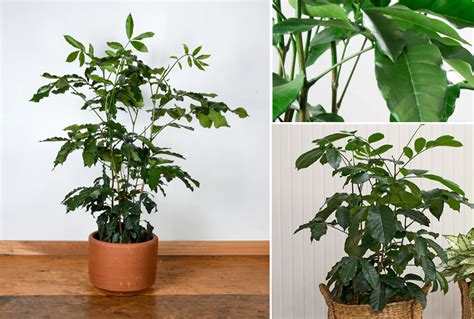 This list of indoor gardening basics will help you get started off on the it's important to know some indoor gardening basics to give you the best chance to grow most people do this with a cotton swab, gently brushing it against the interior of a flower and then moving. Blackwoods.co.za INDOOR PLANTS FOR BEGINNERS - Blackwoods ...