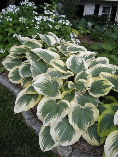Plantain Lily Hosta Victory From Growing Colors