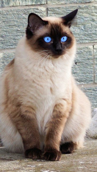 Applehead Siamese Cat 15 Fascinating Facts About Traditional Siamese
