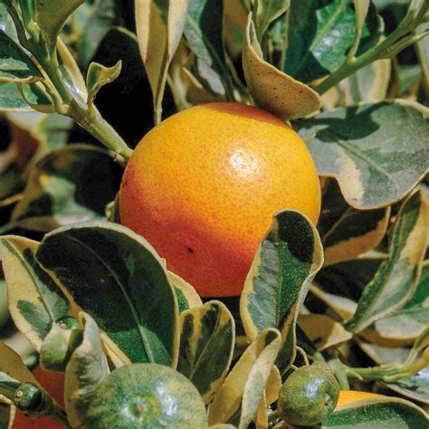 Variegated Calamondin Orange Tropical Citrus Tree Tropical Plants At