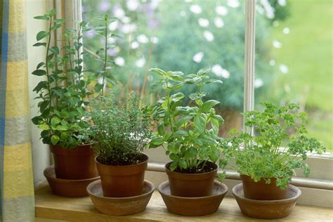 How To Overwinter Garden Herbs Indoors