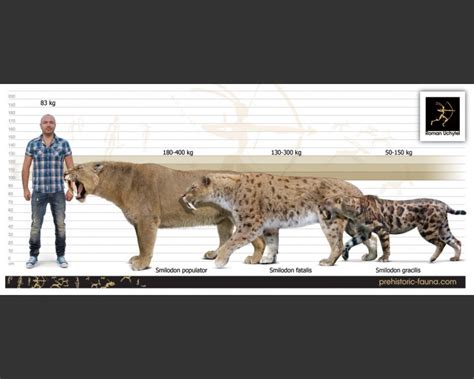 Smilodon Fatalis Top And Smilodon Populator Bottom The Two Species Differed In Both Size