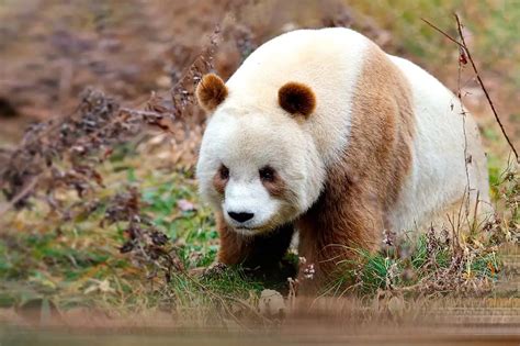 All 8 Species Of Bear 7 Most Beautiful Subspecies Textbook Travel