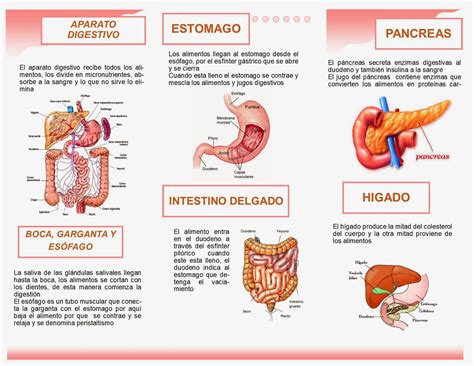 Funciones De Los Organos Del Sistema Digestivo Y Fases De La Digestion