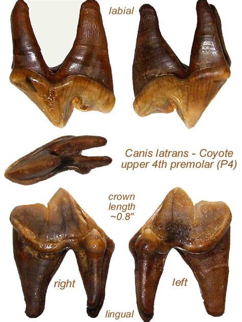 Dire Wolf Carnassial Tooth Fossil Id The Fossil Forum