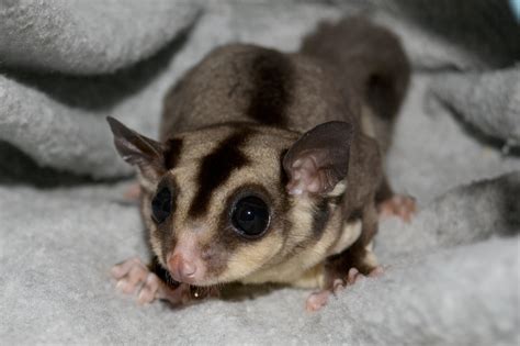 The new discount codes are constantly updated on couponxoo. Sugar Glider For Sale Near Me - petfinder