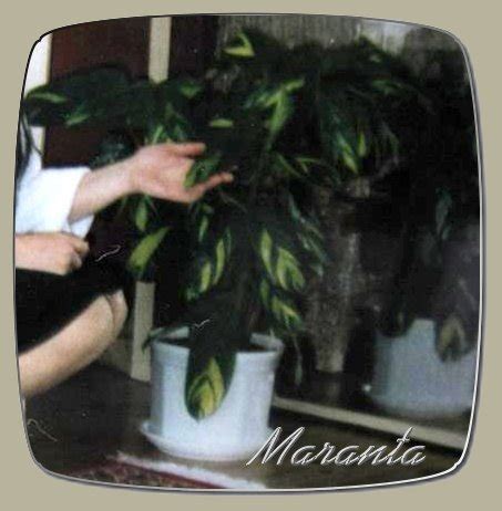 Prayer plant (marantaceae) care tips | maranta, stromanthe, ctenanthe and calathea. Maranta